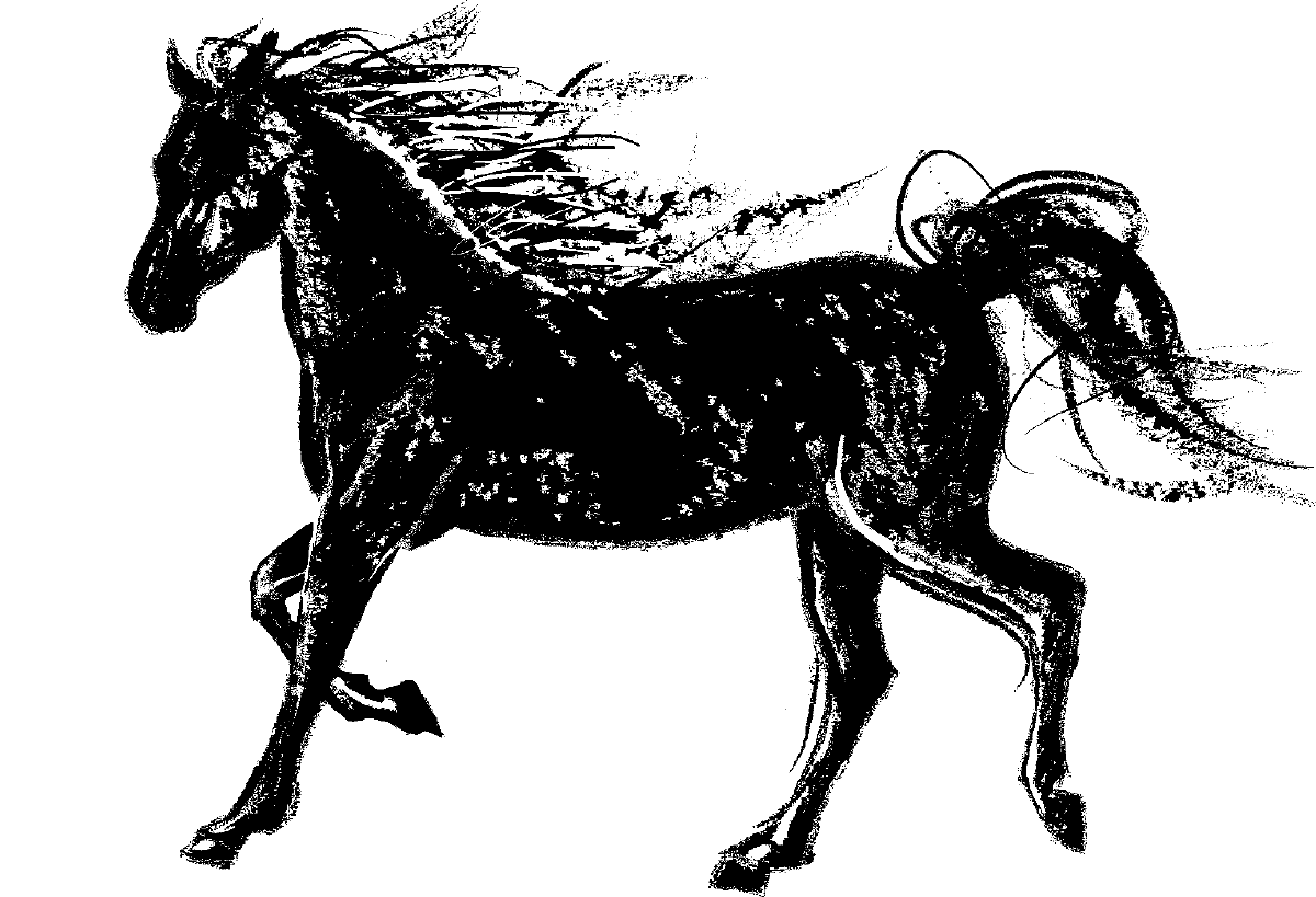 Tamber Bey Horse