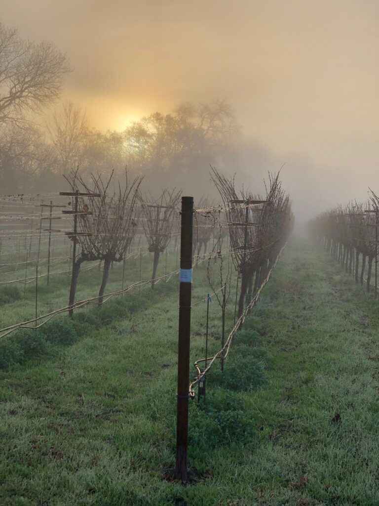 Deux Chevaux Vineyard in fog