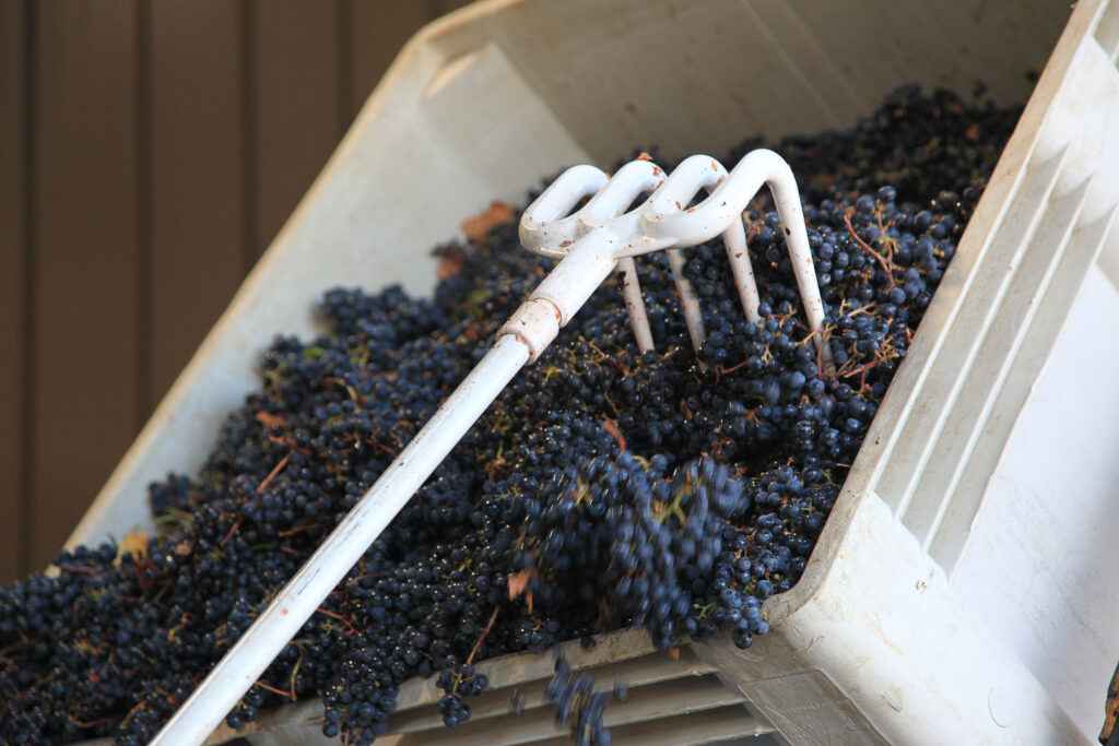 raking grapes from bin
