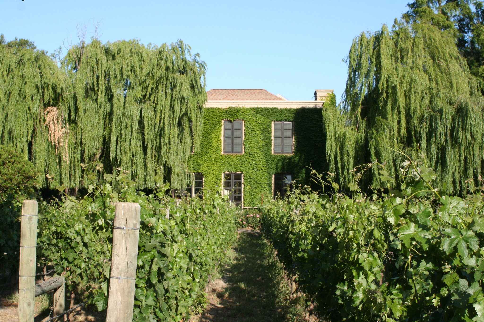 Estate house covered in vines and surrounded by trees.
