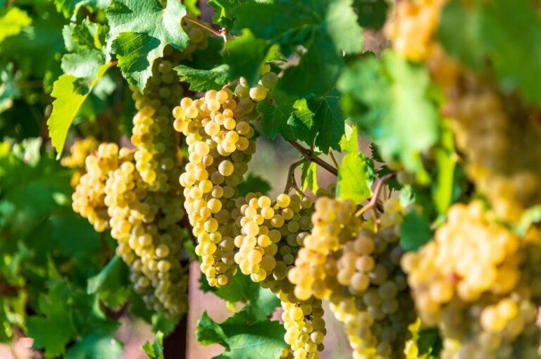 Guest Blogger: Len Tolstunov on Chardonnay